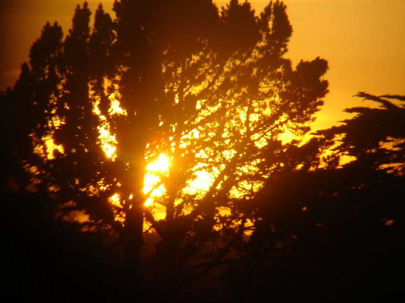 Silhouetted Trees at Sunset — Orange