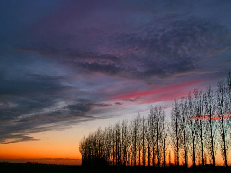 Silhouetted Trees at Sunset — Photograph, Black