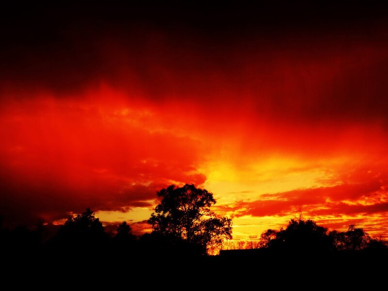 Silhouetted Trees at Sunset — Photograph, Orange