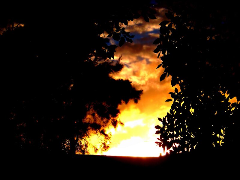 Silhouetted Trees at Sunset — Photograph, Yellow
