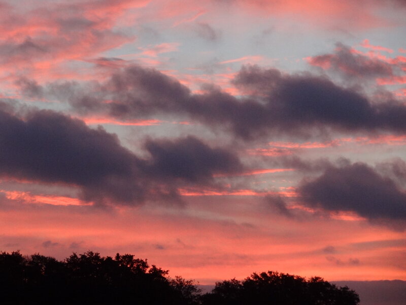 Silhouetted Trees at Sunset — Pink, Dramatic, Photograph, Clouds, Sky
