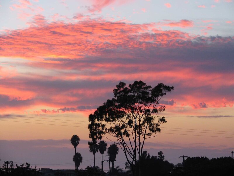 Silhouetted Trees at Sunset — Pink, Dramatic, Photograph, Clouds