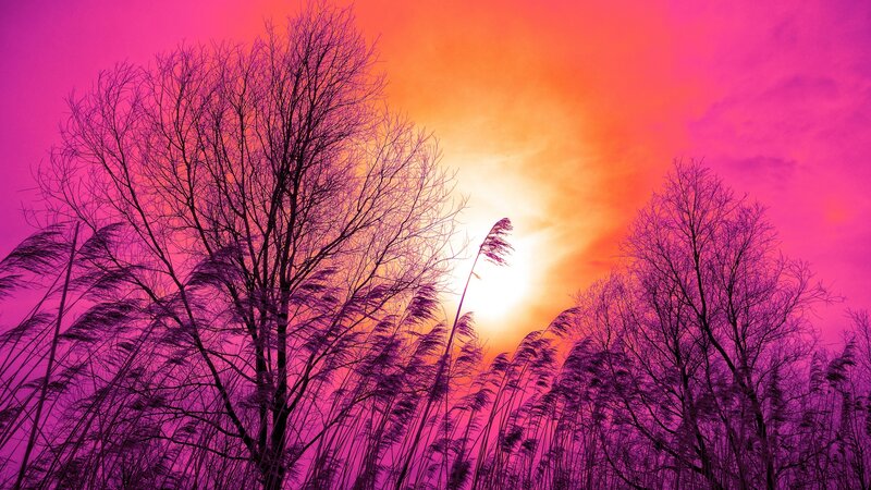 Silhouetted Trees at Sunset — Pink, Dramatic, Photograph, Reeds