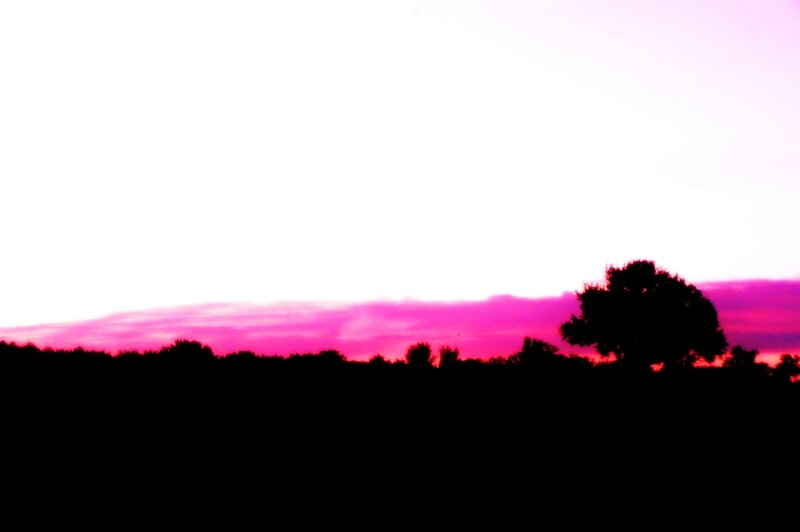 Silhouetted Trees at Sunset — Pink, Dramatic, Photograph, Sky, Clouds, Black