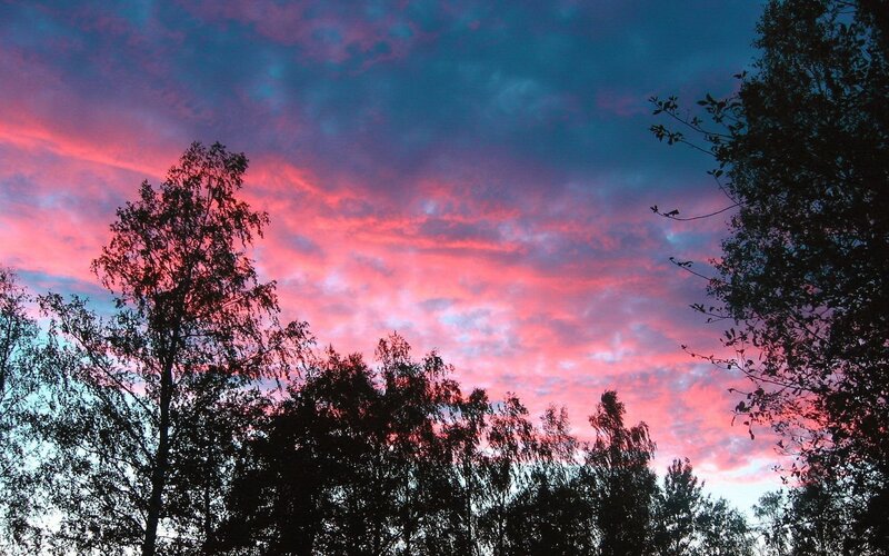 Silhouetted Trees at Sunset — Pink, Dramatic, Photograph, Sky, Clouds, Blue, Black