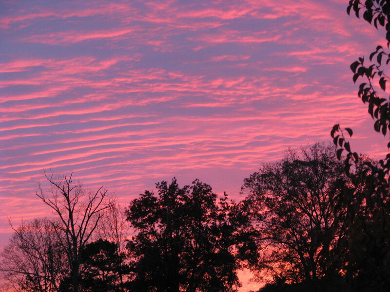 Silhouetted Trees at Sunset — Pink, Dramatic, Photograph, Sky, Clouds, Purple