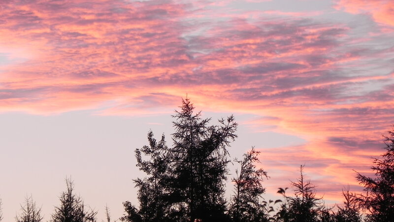 Silhouetted Trees at Sunset — Pink, Dramatic, Photograph, Sky, Clouds