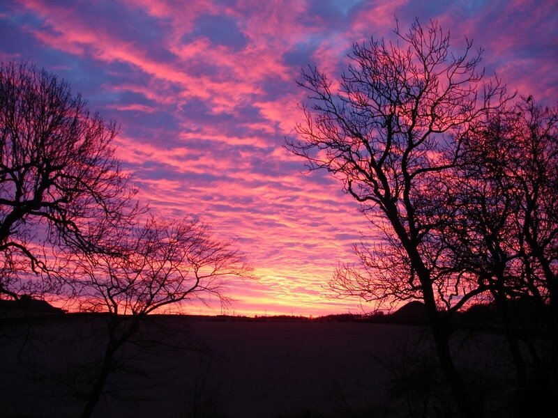 Silhouetted Trees at Sunset — Pink, Dramatic, Photograph, Sky, Field