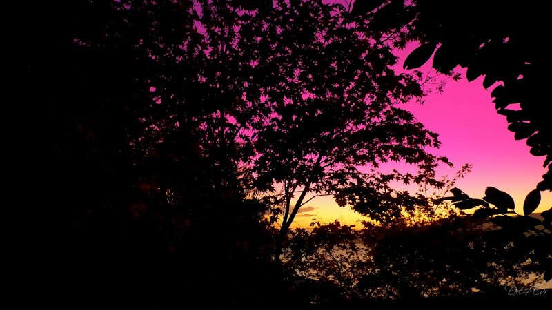 Silhouetted Trees at Sunset — Pink, Dramatic, Photograph, Sky, Sun