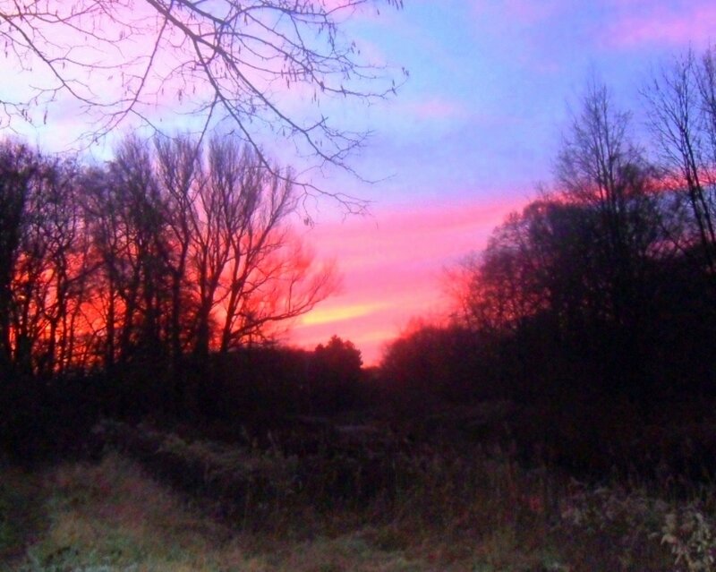 Silhouetted Trees at Sunset — Pink, Dramatic, Photograph, Sky