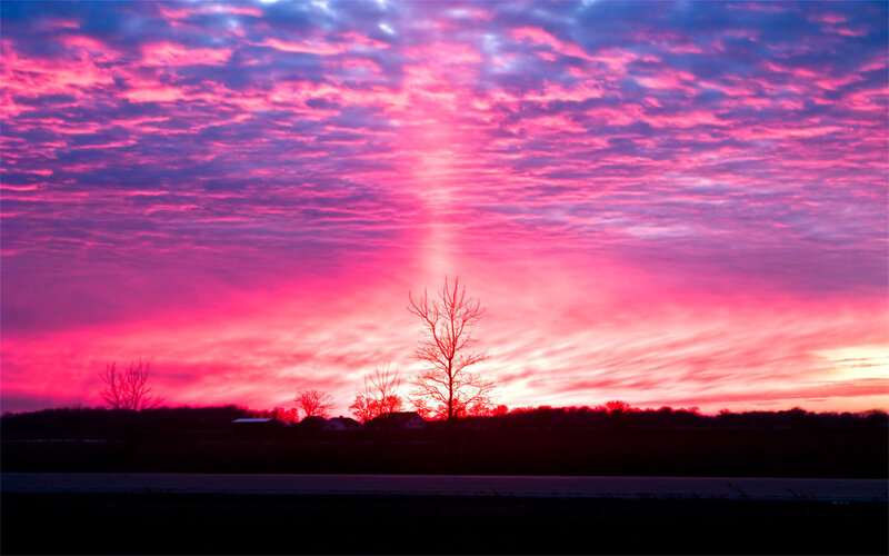 Silhouetted Trees at Sunset — Pink, Dramatic, Photograph