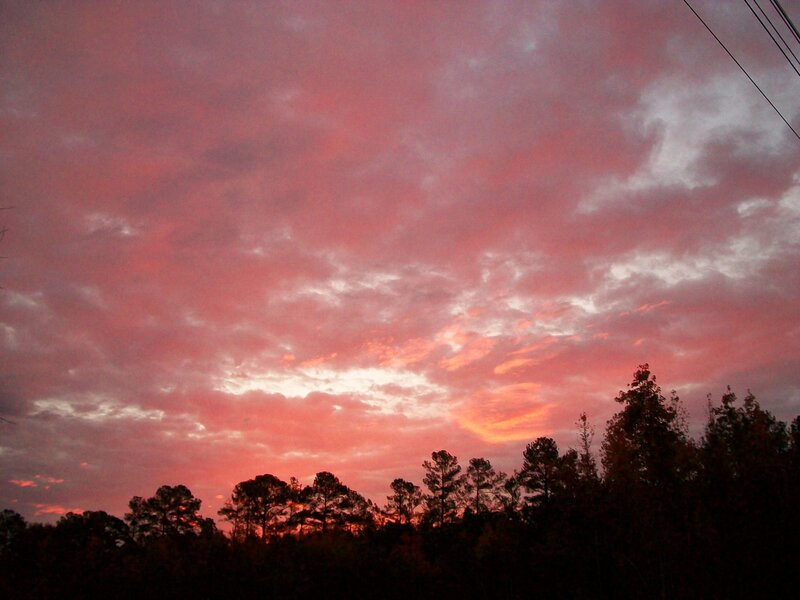 Silhouetted Trees at Sunset — Pink, Dramatic