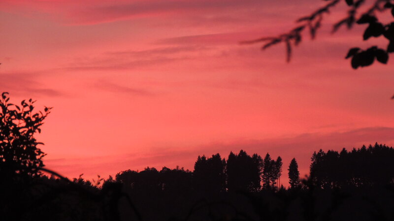 Silhouetted Trees at Sunset — Pink, Serene, Photograph, Sky, Clouds, Branches