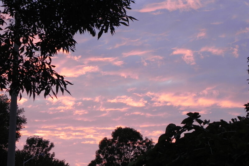 Silhouetted Trees at Sunset — Pink, Serene, Photograph, Sky, Clouds, Streetlight