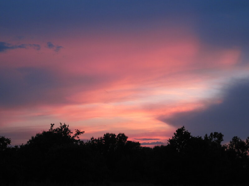 Silhouetted Trees at Sunset — Pink, Serene, Photograph, Sky, Clouds