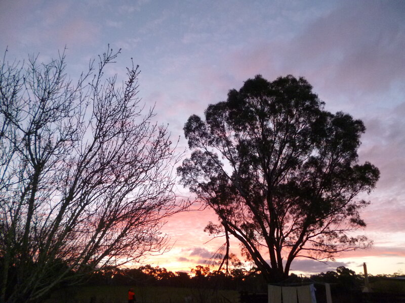 Silhouetted Trees at Sunset — Pink, Serene, Photograph, Sky, Person
