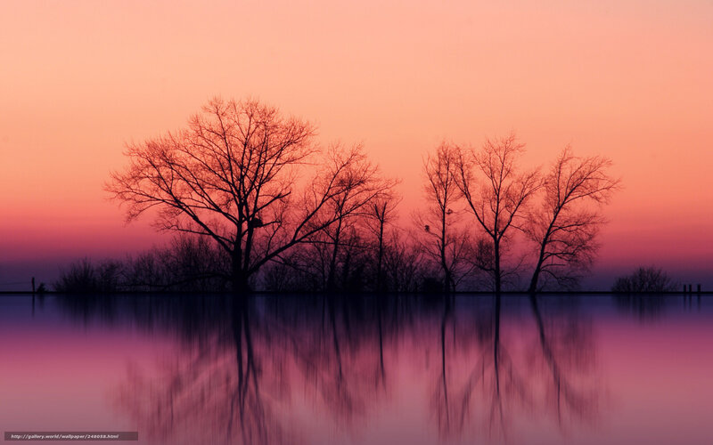 Silhouetted Trees at Sunset — Pink, Serene, Photograph, Sky, Reflection