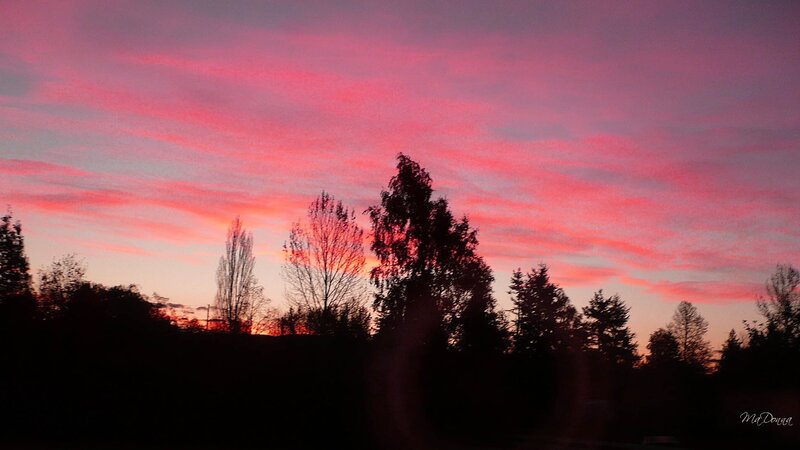 Silhouetted Trees at Sunset — Pink