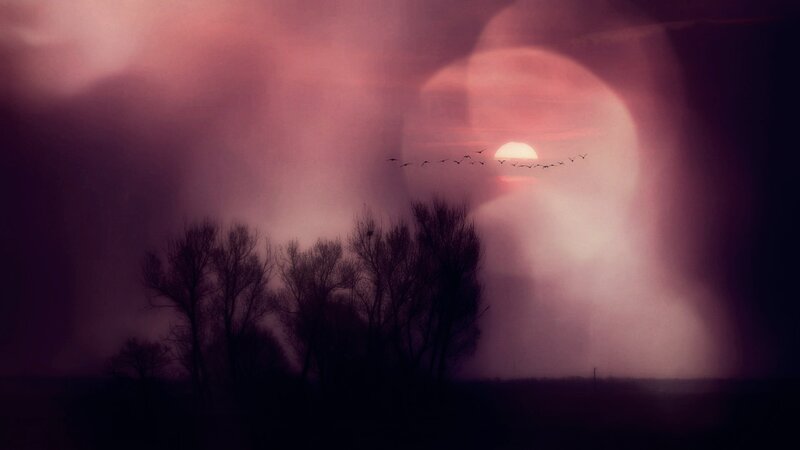 Silhouetted Trees at Sunset — Purple, Dramatic, Digital Art
