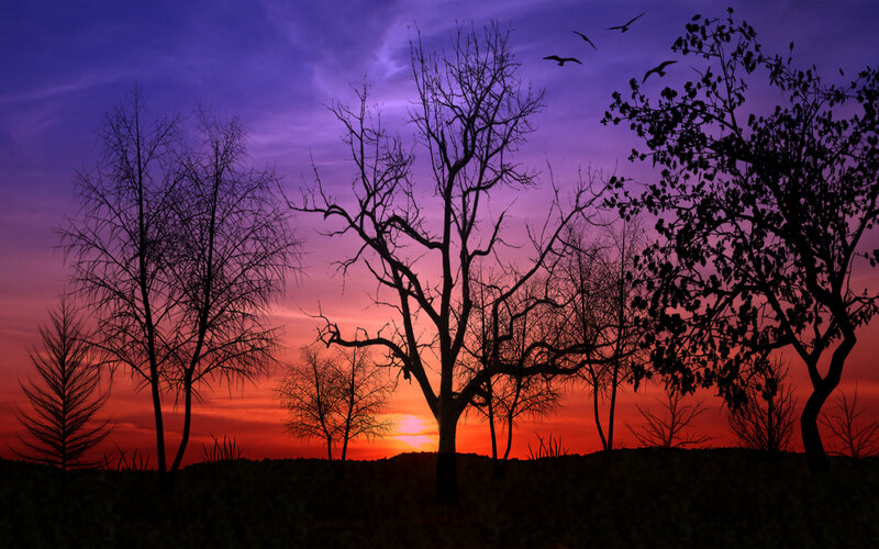 Silhouetted Trees at Sunset — Purple, Dramatic, Photograph, Birds