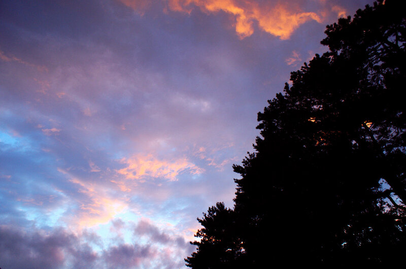 Silhouetted Trees at Sunset — Purple, Dramatic, Photograph, Sky, Clouds