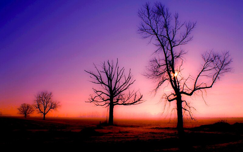 Silhouetted Trees at Sunset — Purple, Dramatic, Photograph, Sky, Field