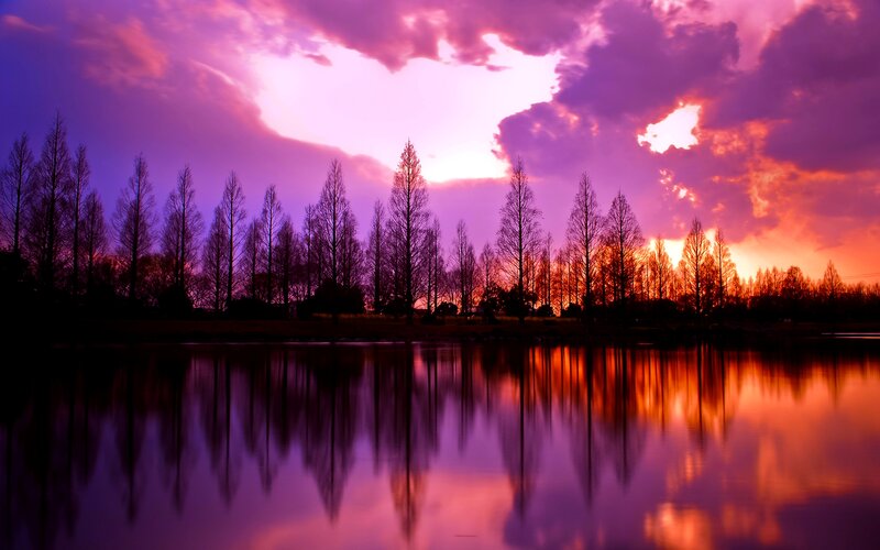 Silhouetted Trees at Sunset — Purple, Dramatic, Photograph, Sky, Reflection