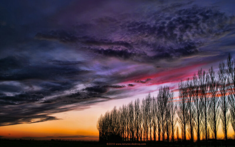 Silhouetted Trees at Sunset — Purple, Dramatic, Photograph, Sky