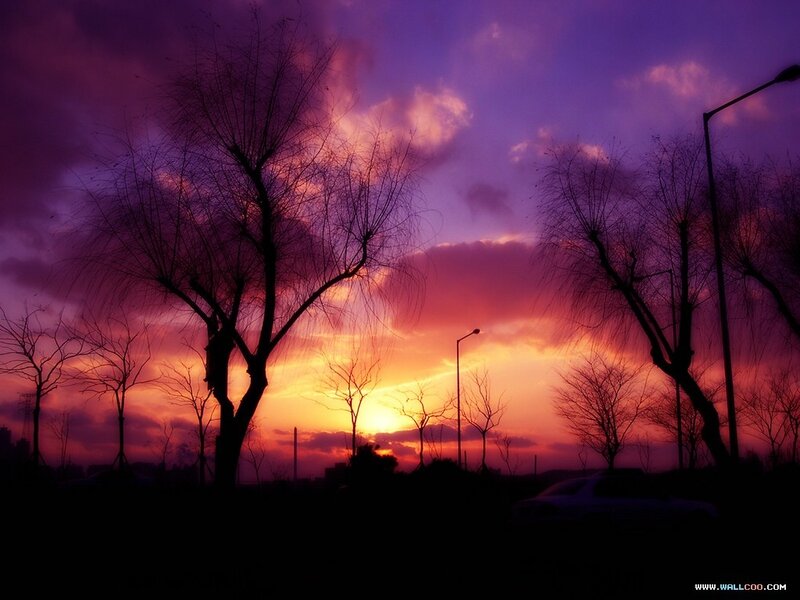 Silhouetted Trees at Sunset — Purple, Dramatic, Photograph, Streetlights