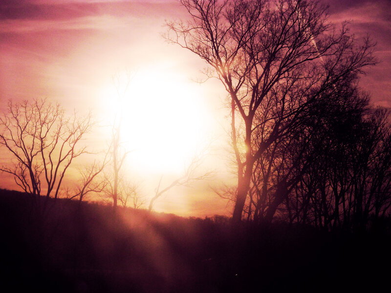 Silhouetted Trees at Sunset — Purple, Dramatic, Photograph, Sun, Sky