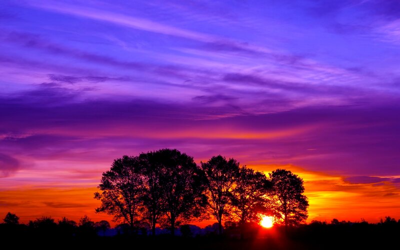 Silhouetted Trees at Sunset — Purple, Dramatic, Photograph, Sun
