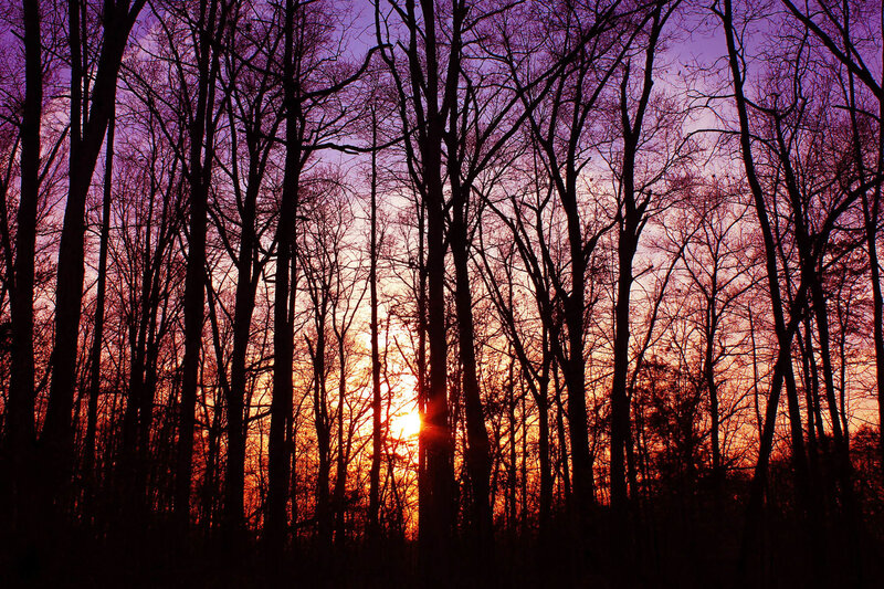 Silhouetted Trees at Sunset — Purple, Dramatic, Photograph