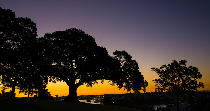 Silhouetted Trees at Sunset — Purple, Serene, Photograph, Cityscape