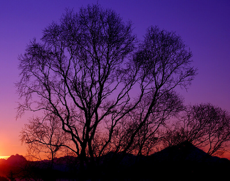 Silhouetted Trees at Sunset — Purple, Serene, Photograph, Mountains, Sky