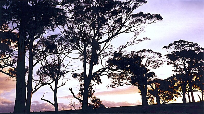 Silhouetted Trees at Sunset — Purple, Serene, Photograph, Sky, Horizon, Orange