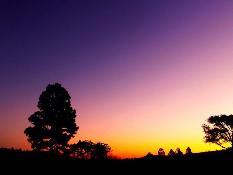 Silhouetted Trees at Sunset — Purple, Serene, Photograph, Sky, Horizon