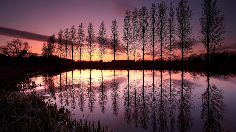 Silhouetted Trees at Sunset — Purple, Serene, Photograph, Sky, Reflection