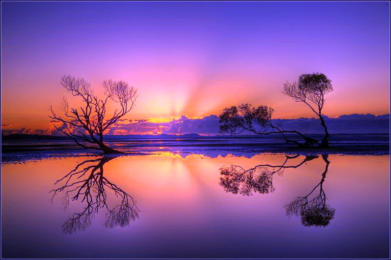 Silhouetted Trees at Sunset — Purple, Serene