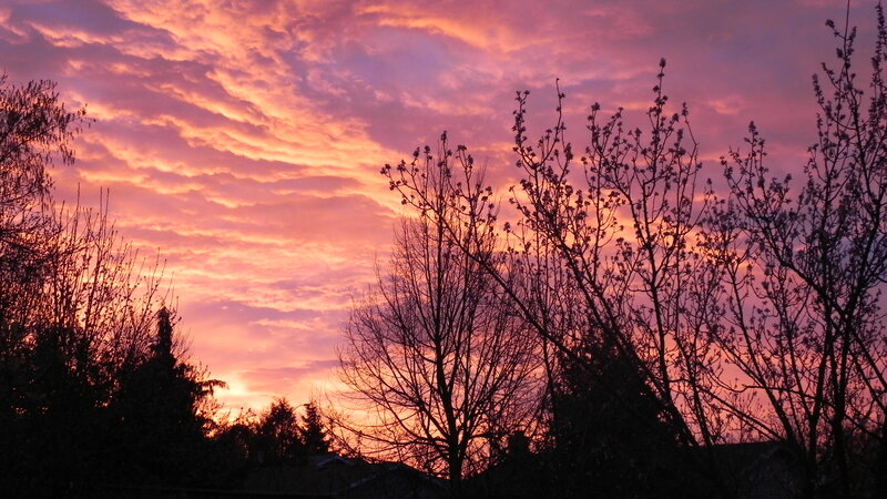 Silhouetted Trees at Sunset — Purple, Sky