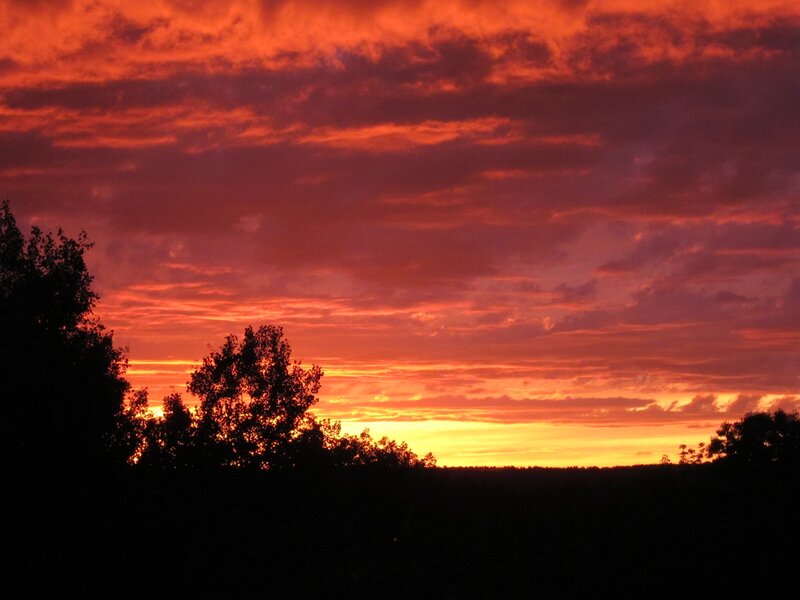 Silhouetted Trees at Sunset — Red, Black