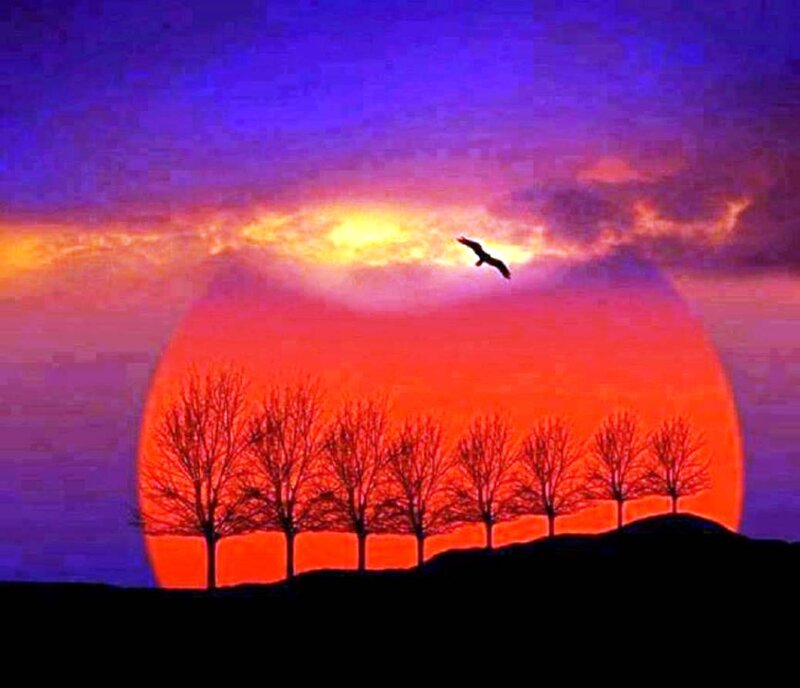 Silhouetted Trees at Sunset — Red, Dramatic, Photograph, Bird