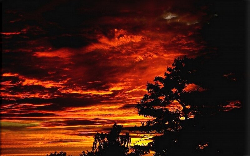 Silhouetted Trees at Sunset — Red, Dramatic, Photograph, Clouds, Orange