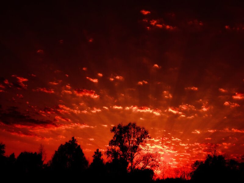 Silhouetted Trees at Sunset — Red, Dramatic, Photograph, Clouds
