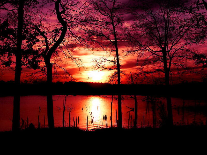 Silhouetted Trees at Sunset — Red, Dramatic, Photograph, Lake