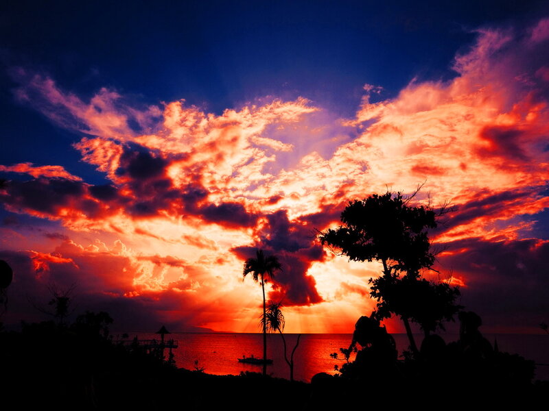 Silhouetted Trees at Sunset — Red, Dramatic, Photograph, Palm Tree