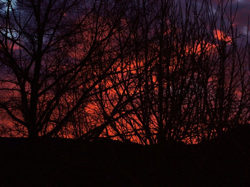 Silhouetted Trees at Sunset — Red, Dramatic, Photograph, Sky, Black