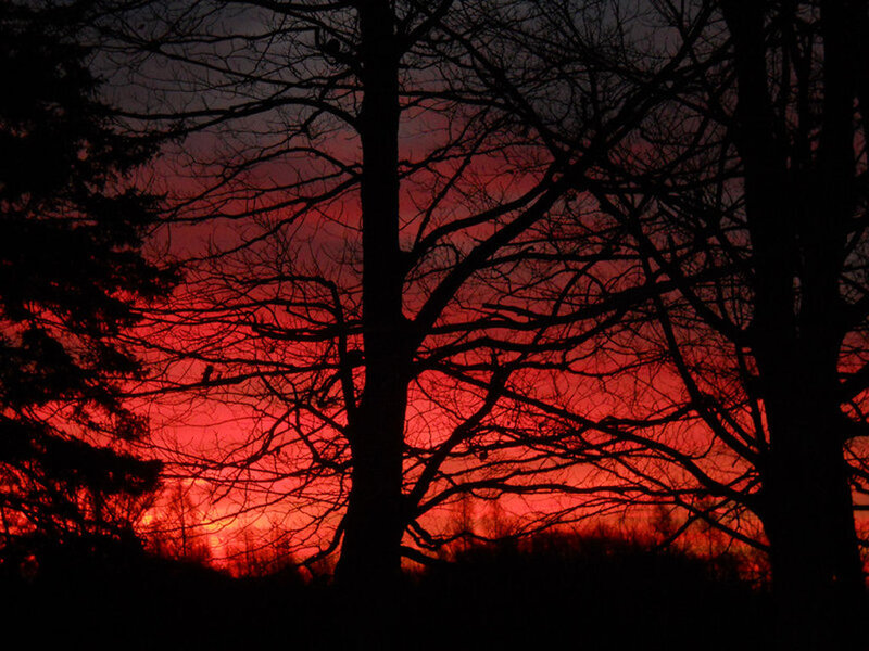 Silhouetted Trees at Sunset — Red, Dramatic, Photograph, Sky, Branches