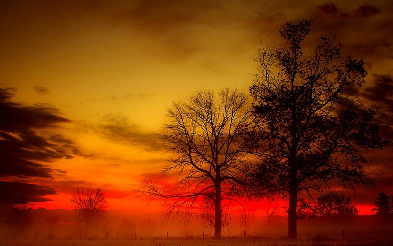 Silhouetted Trees at Sunset — Red, Dramatic, Photograph, Sky, Fog