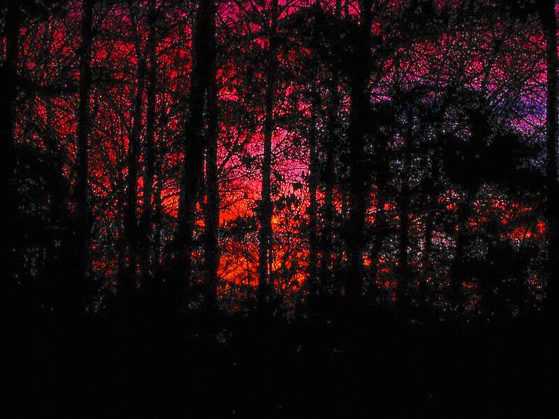 Silhouetted Trees at Sunset — Red, Dramatic, Photograph, Sky, Forest