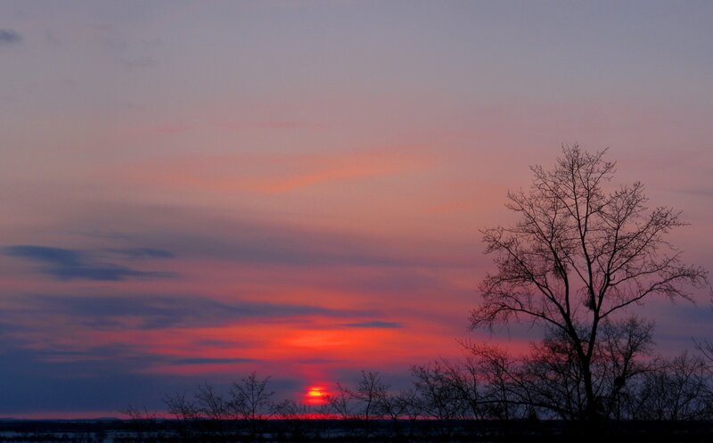 Silhouetted Trees at Sunset — Red, Dramatic, Photograph, Sky, Sun, Purple